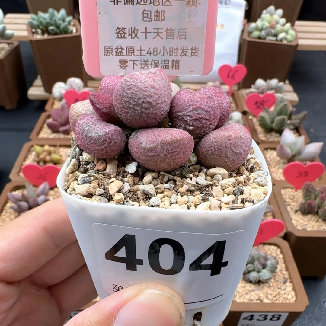 404夏娃多肉植物