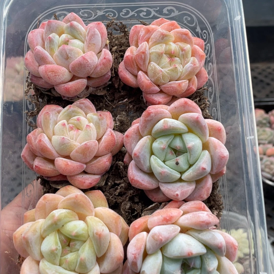 糕大上多肉植物122