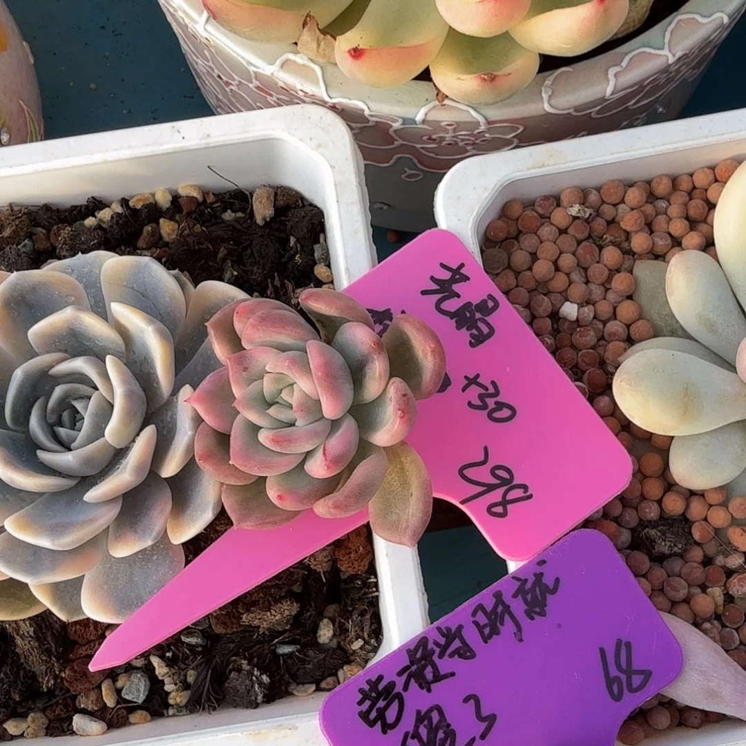 尧*嫁接链接，多肉植物