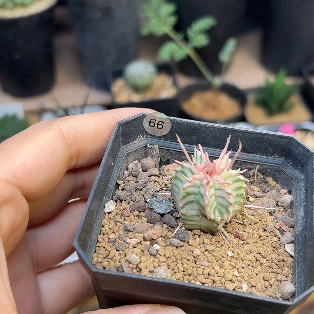 斑马锦大戟一颗一颗