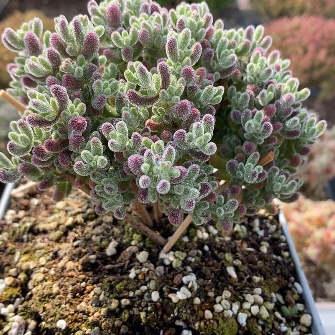 紫冰晶6522枝干番石杏