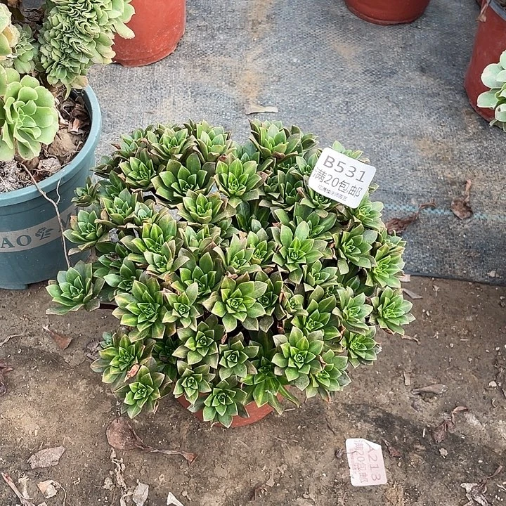 531花茶多肉法师多肉法师