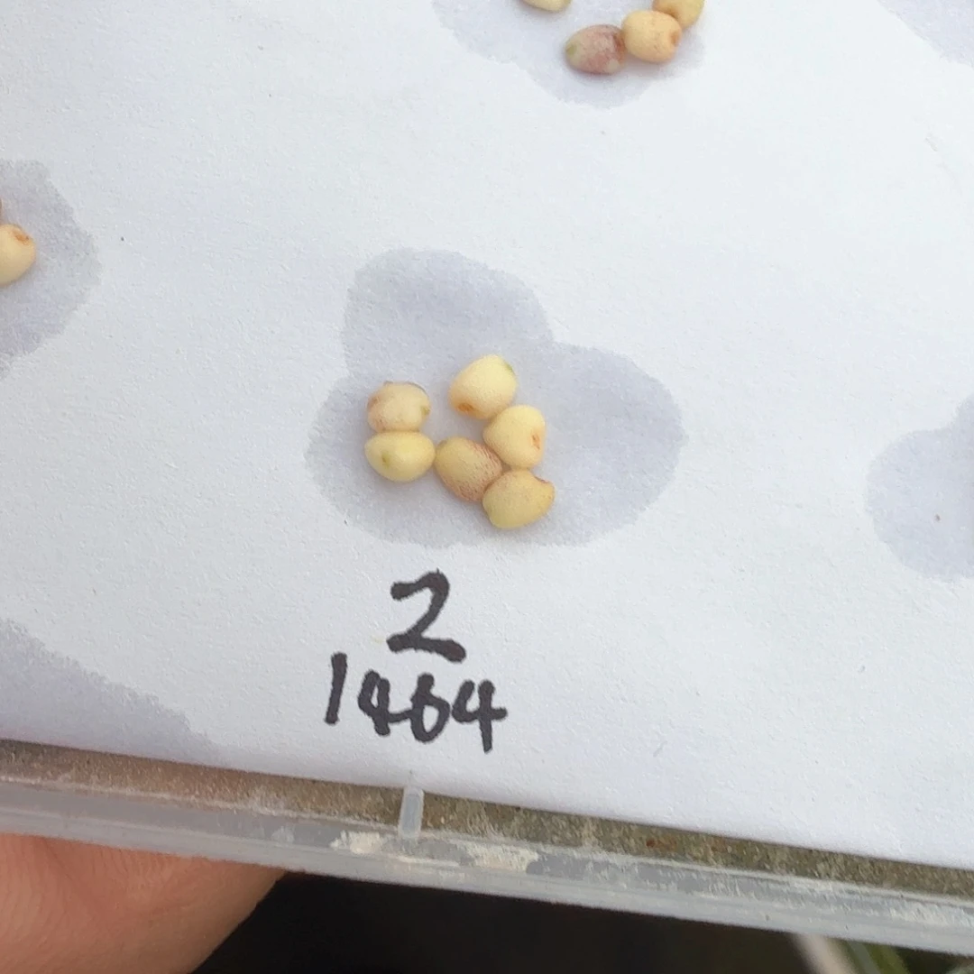 丝***米无花朵papi锦种子6个