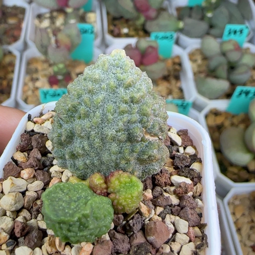 实生叶插，四方盆发