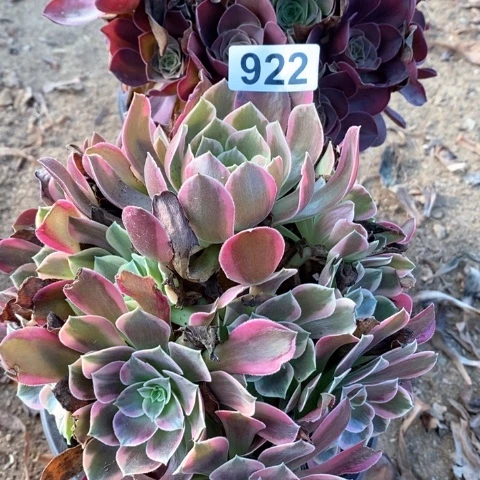 金丝雀魅金玫瑰法师多肉922
