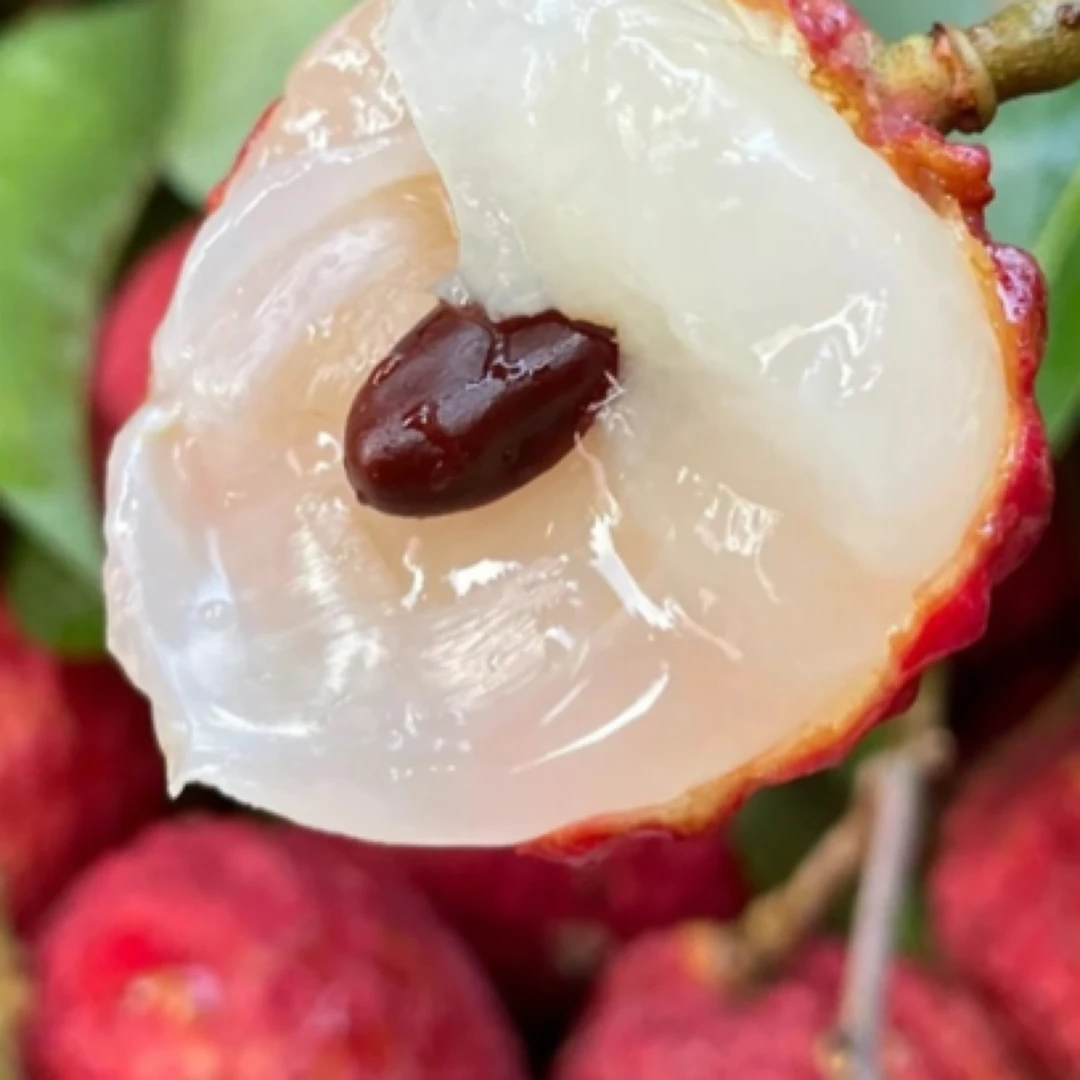 白糖婴荔枝一斤广东省