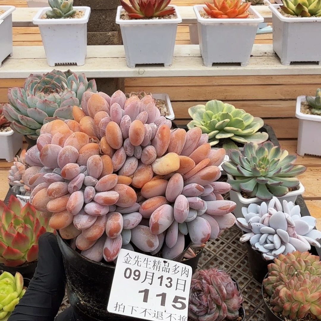 0913-115粉兔缀化