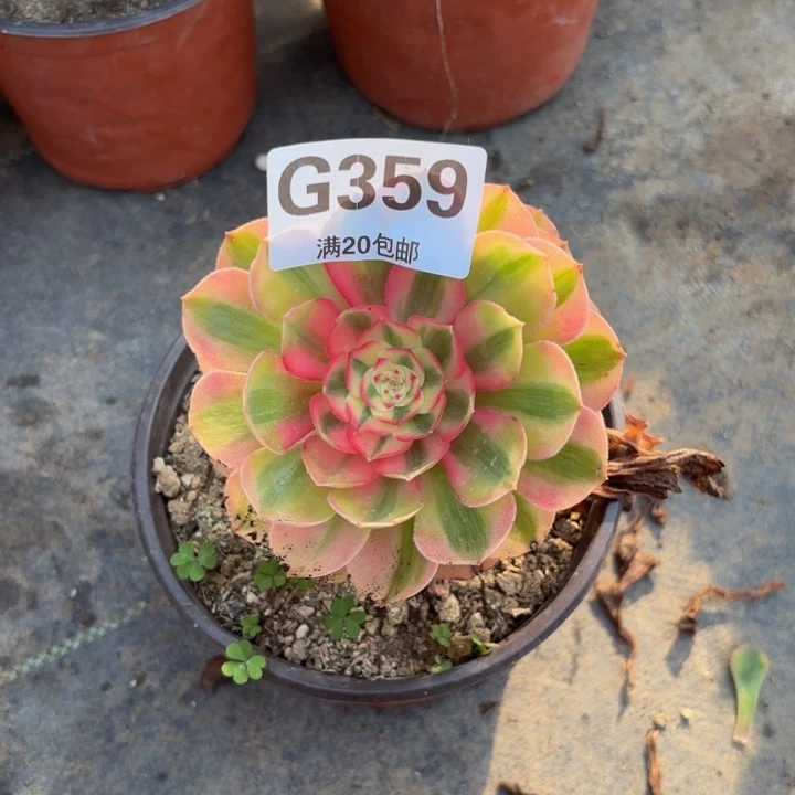 瑞妈多肉植物359火龙果