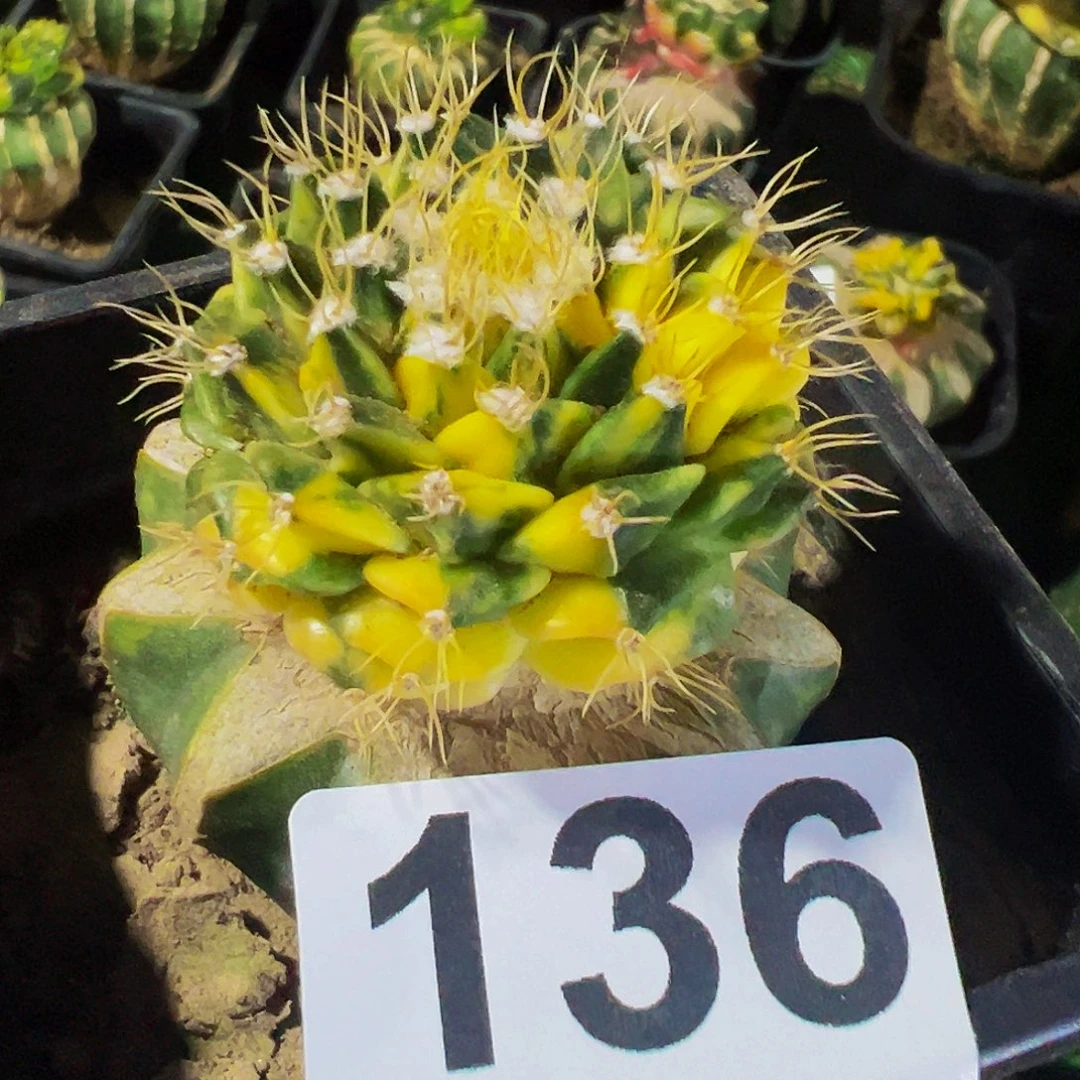 无花朵福利苗接帝冠锦136
