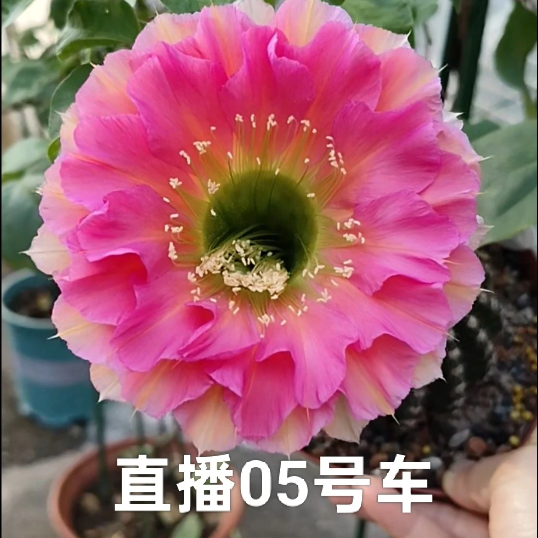 直播05号车彩草一物一拍(满20元包邮偏远地区不包邮，脱盆脱土发)