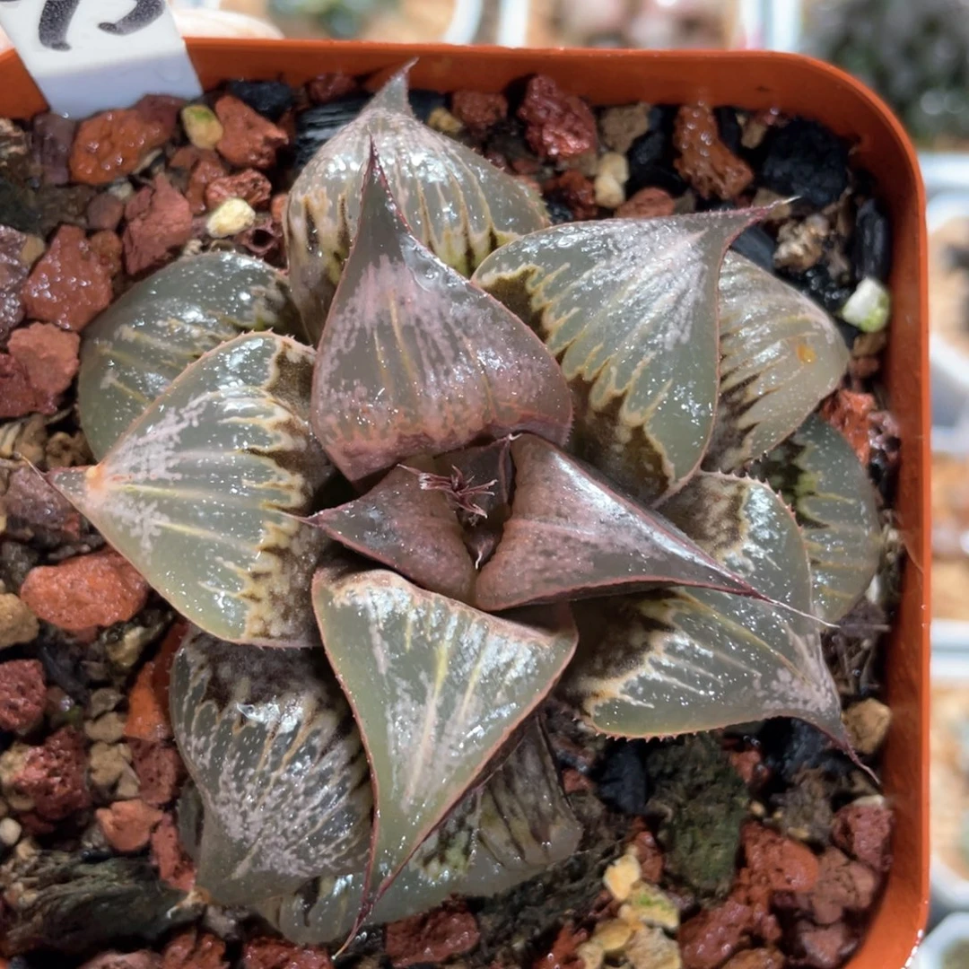 75pinky芭提雅.
