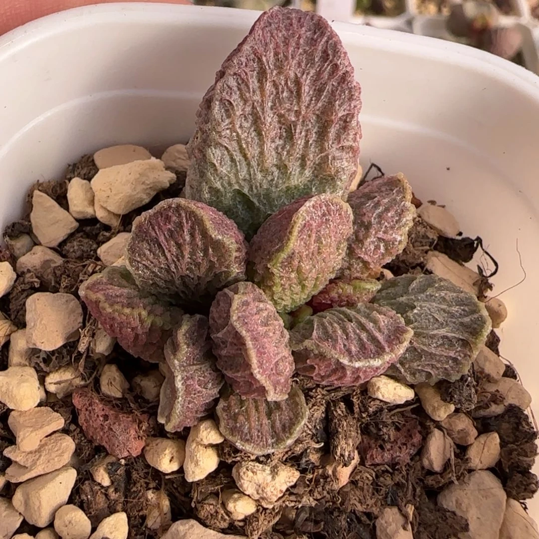 大鱼海棠水泡多肉