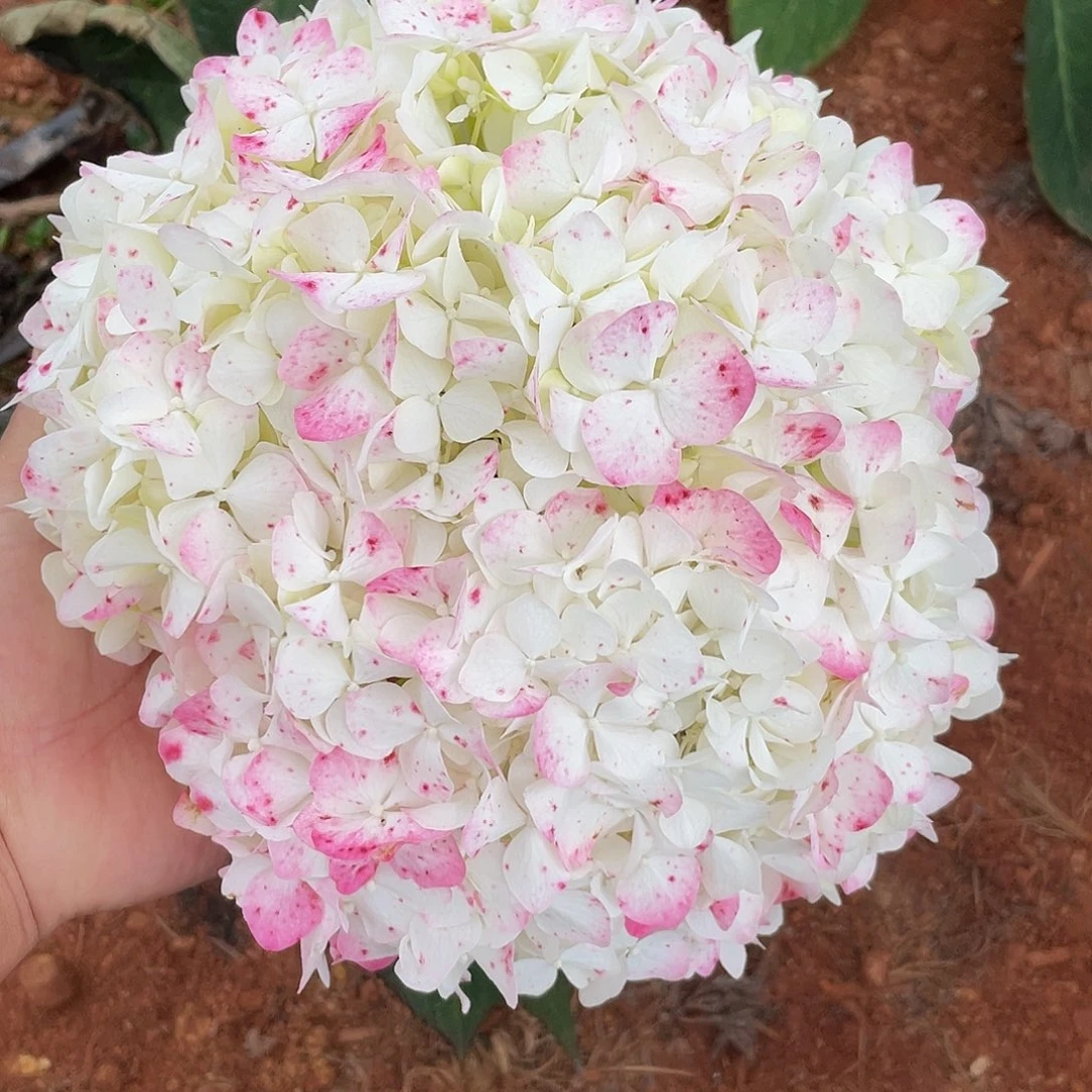 绣球切花一物一拍3枝起包邮，18