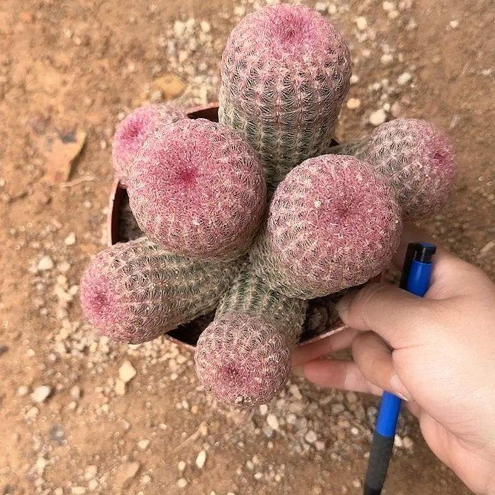 清**人哈哈哈哈哈哈哈