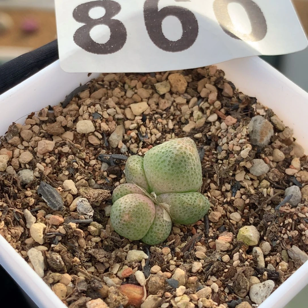 强**_860蟠桃斑马母本