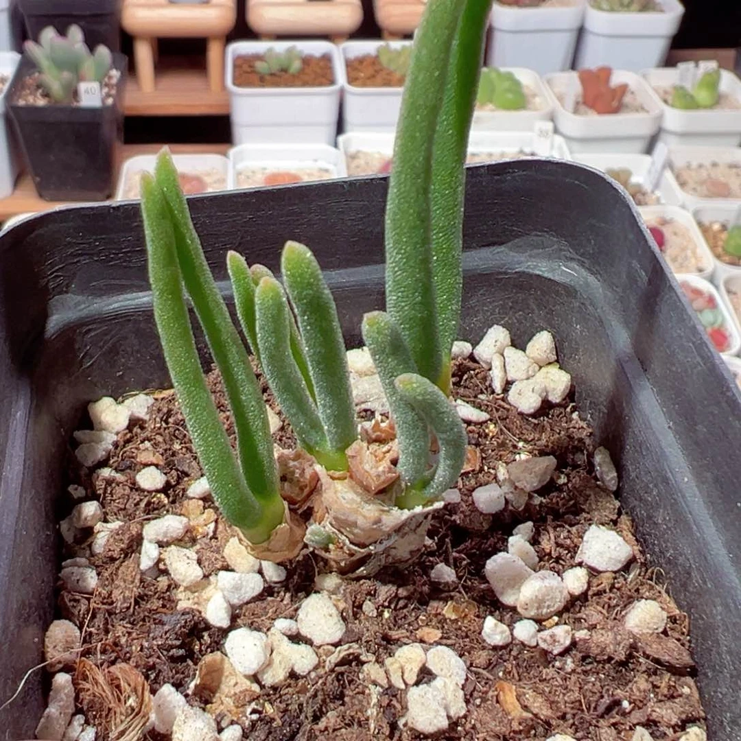 椿**.207-423.我的小可爱