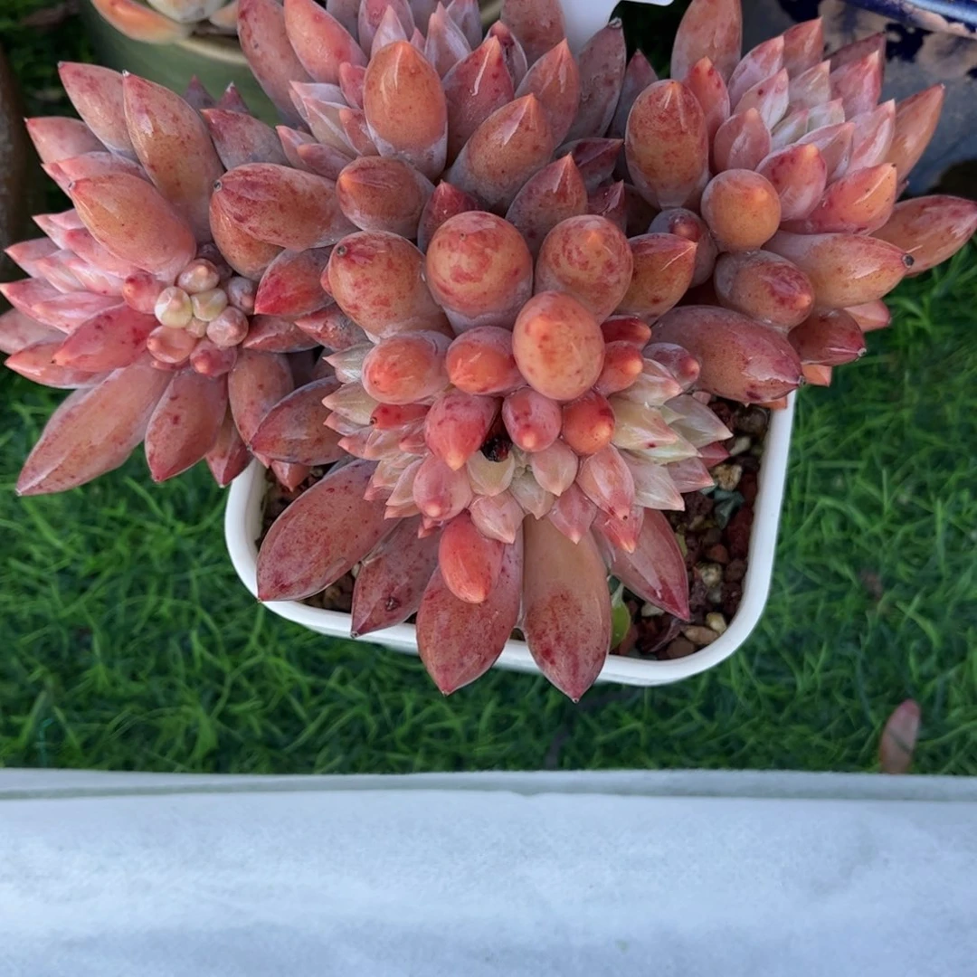 多肉植物0408 满30包邮