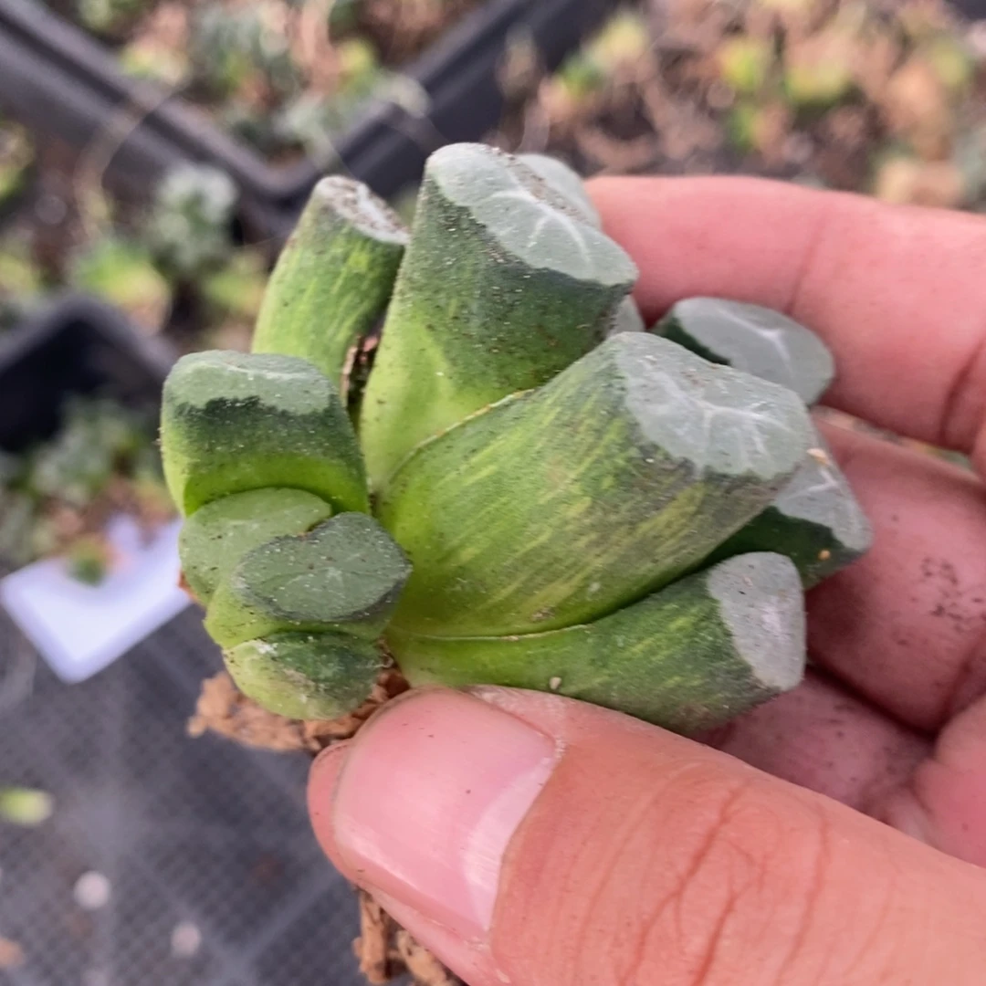t***g1631 一颗福利。