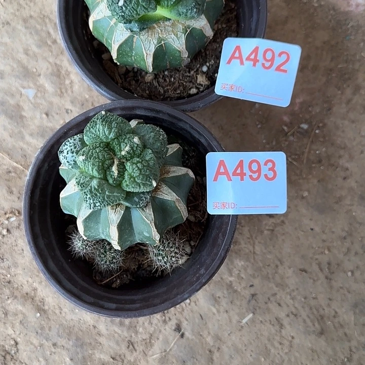 *****无花朵苗接哥斯拉牡丹492.493