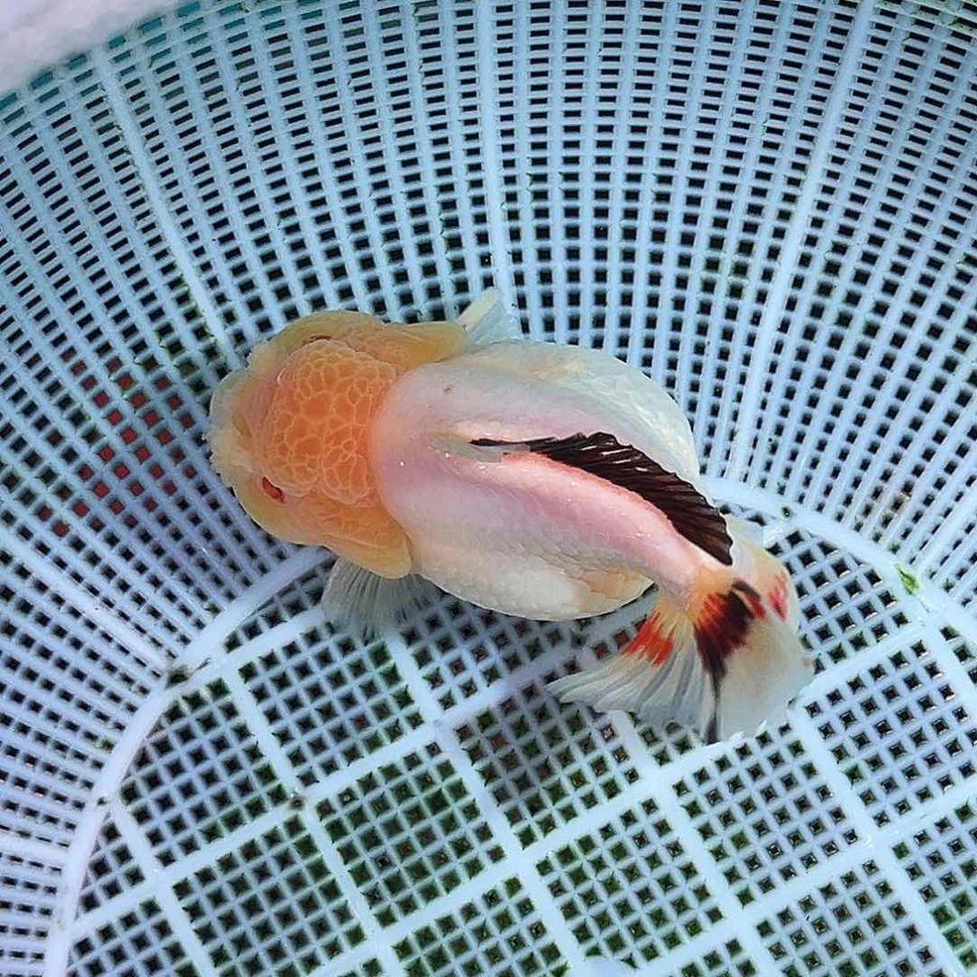 金鱼精品泰狮兔子三色