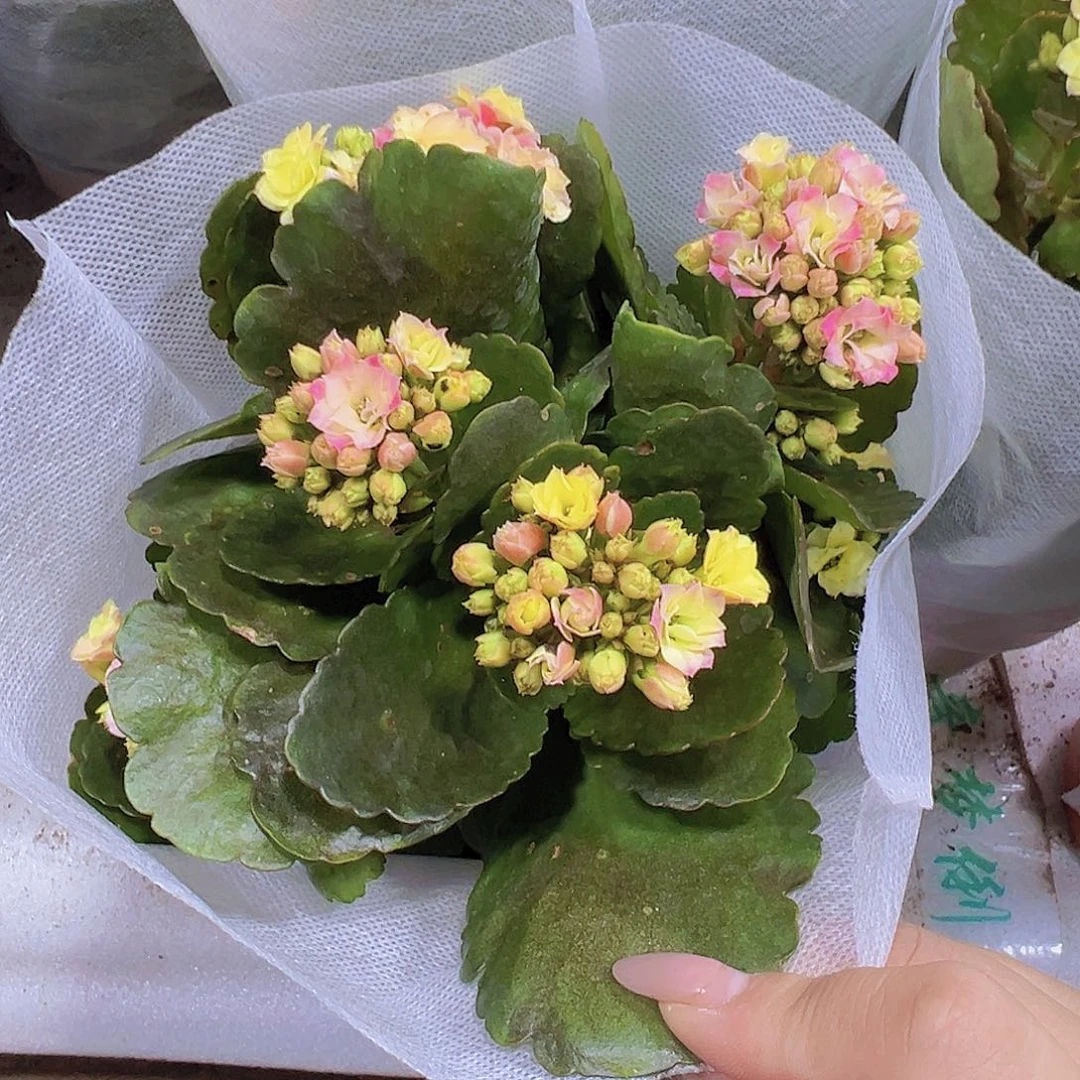 彩虹糖19包邮多肉植物