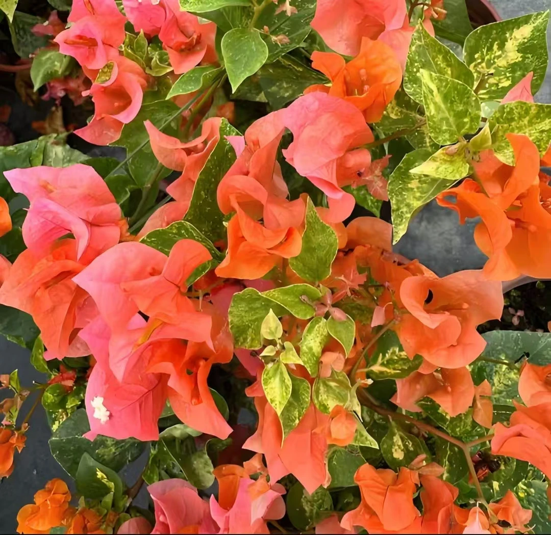 橙色三角梅原生大苗四季开花带花发货阳台庭院爬藤垂吊花卉