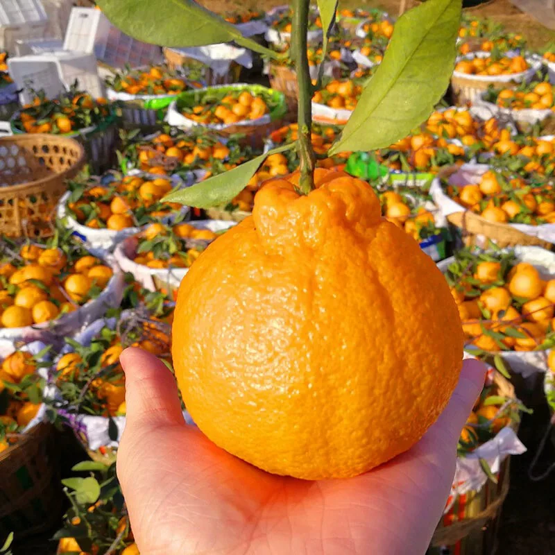 正宗四川眉山丹棱丑橘不知火8斤手剥新鲜现摘孕妇水果丑八怪丑柑