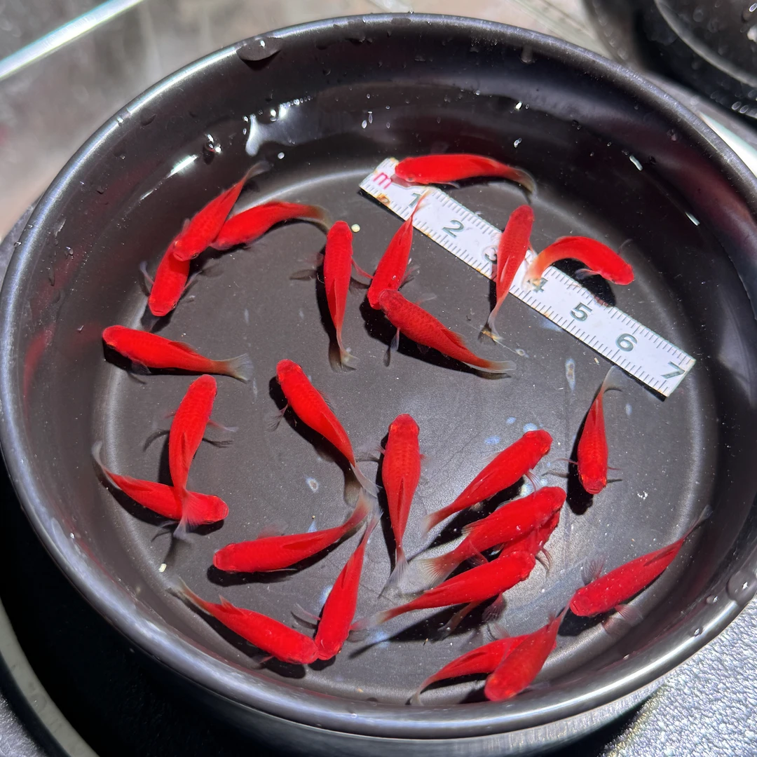 小红球套餐吃油膜小玛丽球
