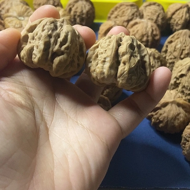 文玩核桃 蛤蟆头