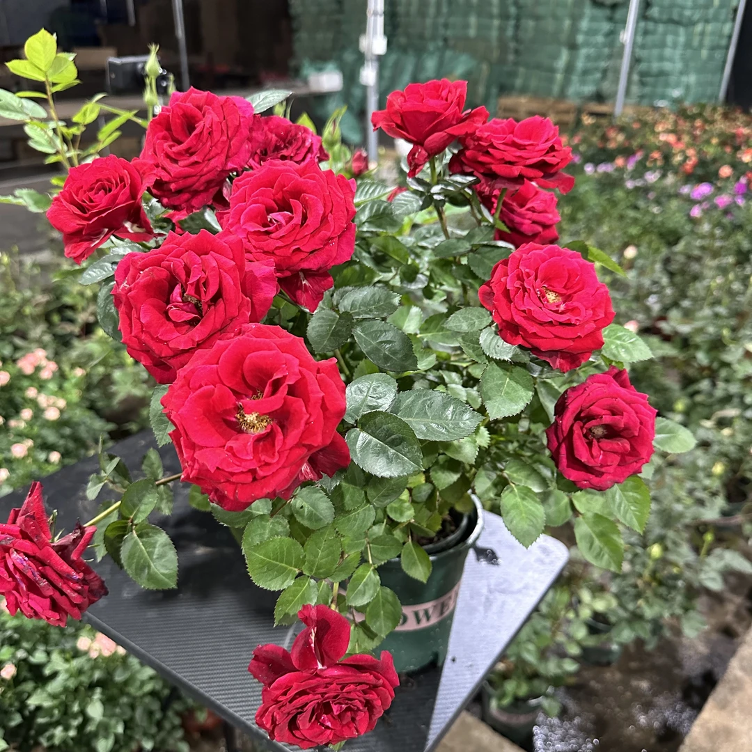 怪【红丝绒】云南发货带花盆带土带花苞发货阳台庭院好养