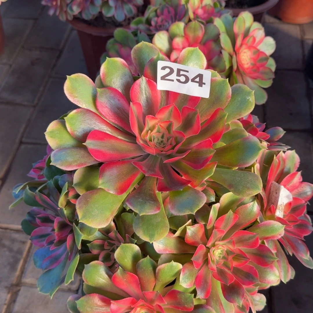 多肉植物254香妃法师