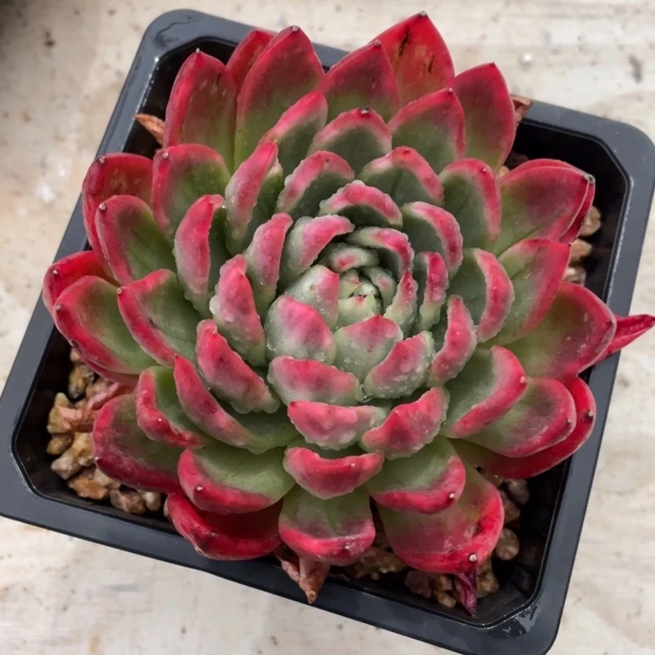 多肉4136水晶珍妮