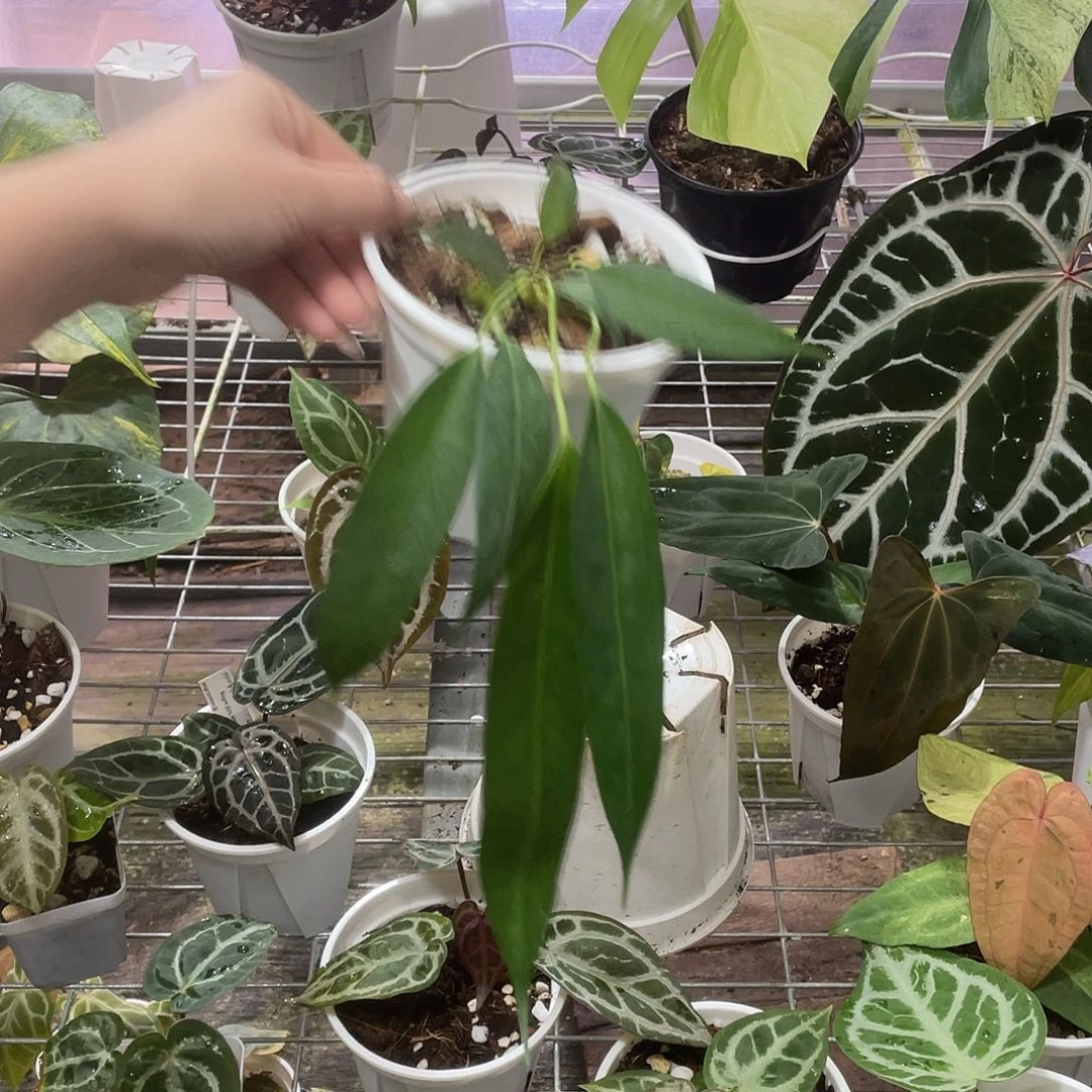 完全开放温蒂领带花烛