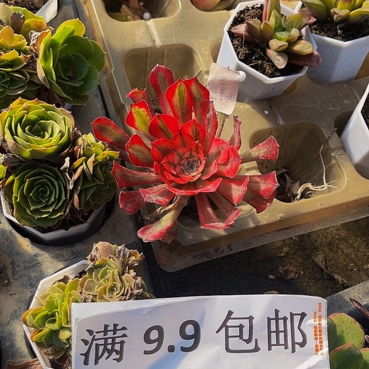 红铜白带土球5厘米满9.9包邮