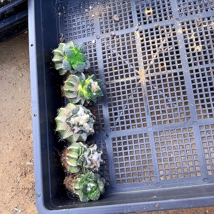 苗接海鲜，尺寸4厘米