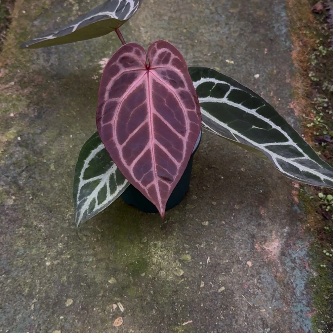 无花朵红水晶杂撕裂纹