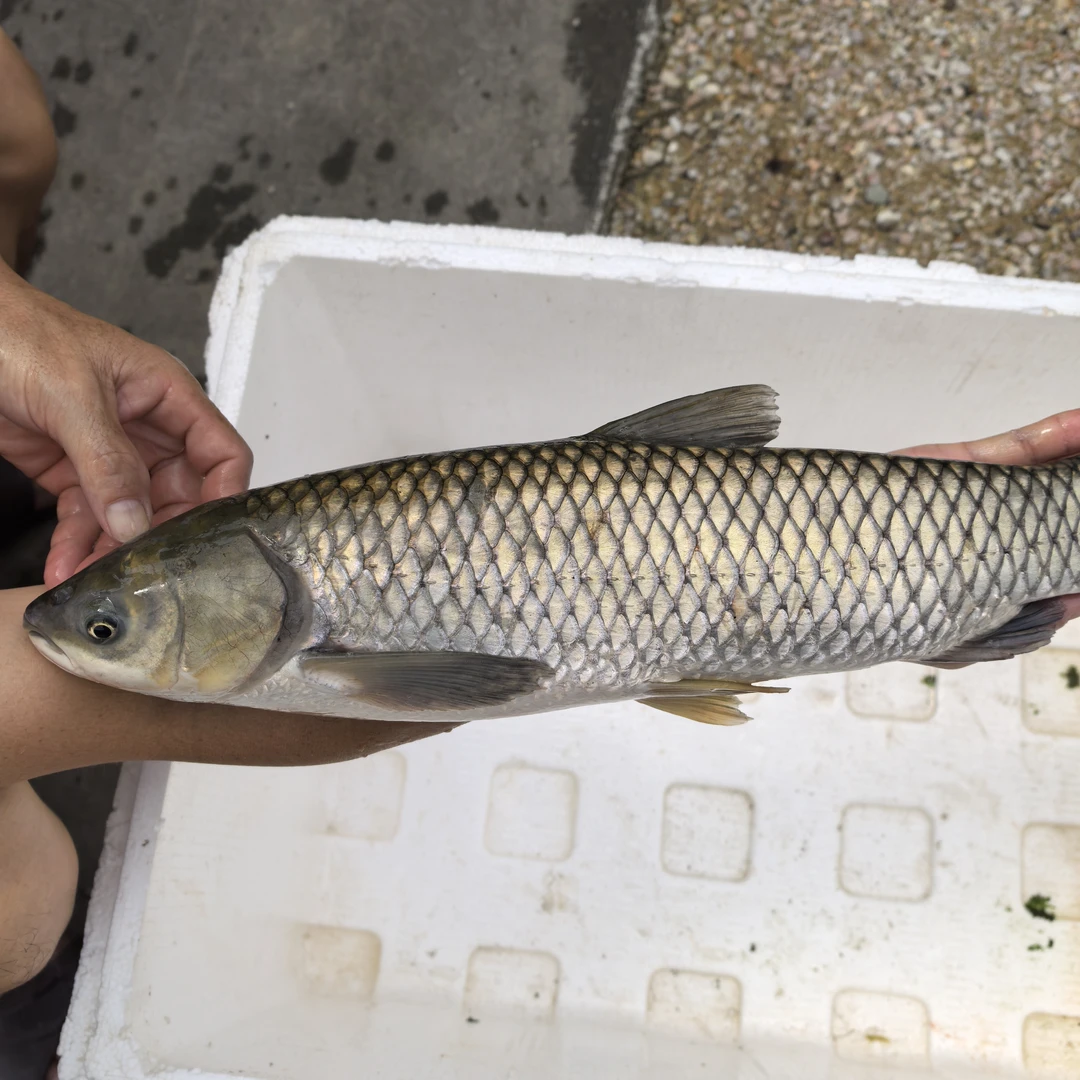 草鱼 草混子 快大种草鱼 脆肉皖鱼 草鱼水族活体