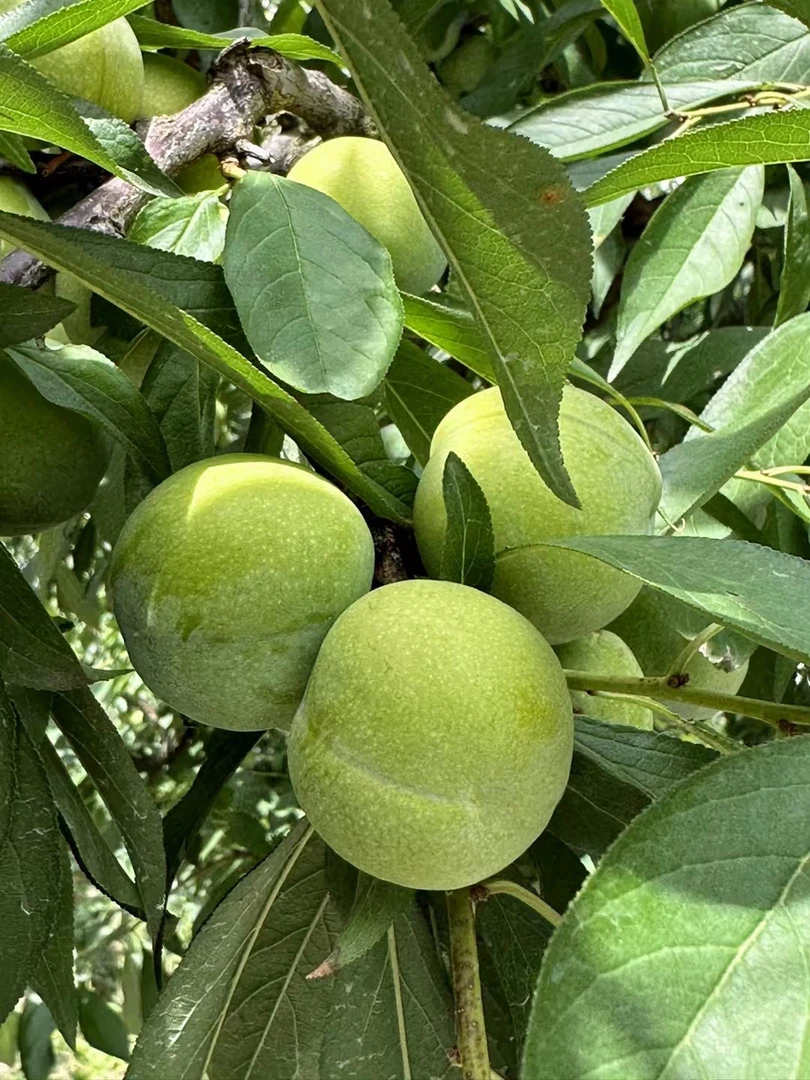 正宗农家脱骨青脆李新鲜应季水果脆甜多汁核小肉厚