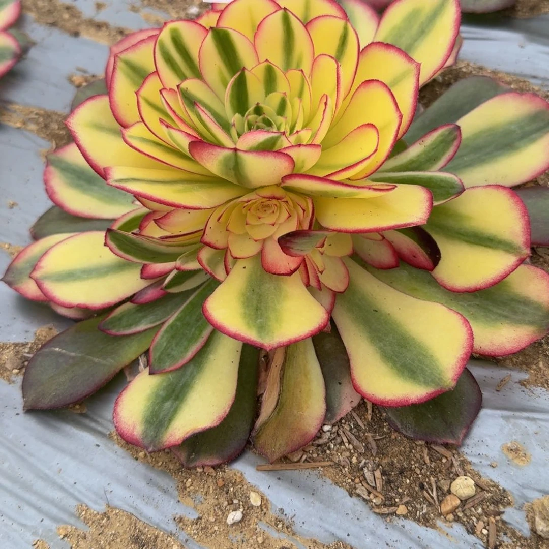 273荔枝。多肉植物