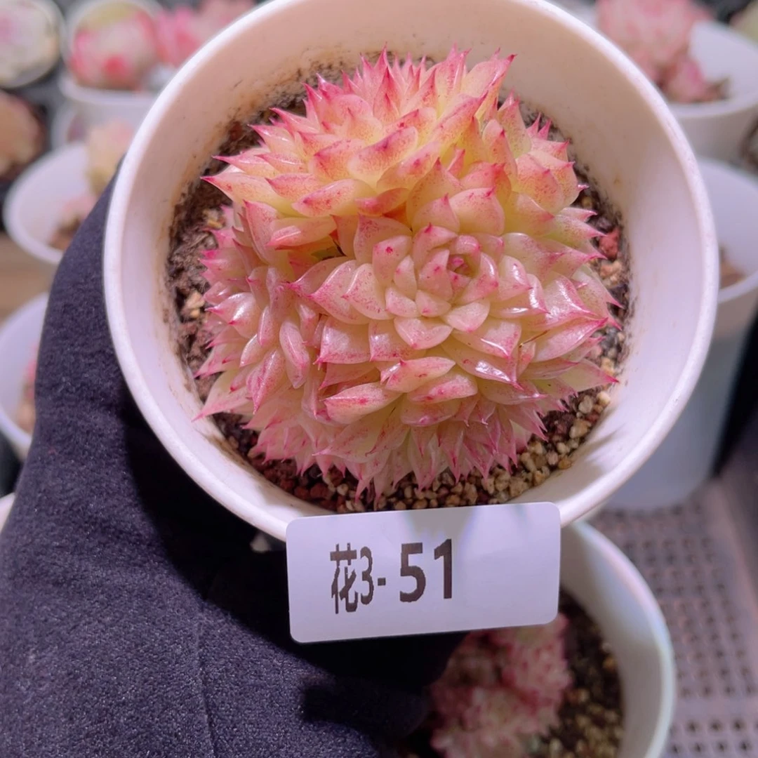 花利美3-51麦秆群
