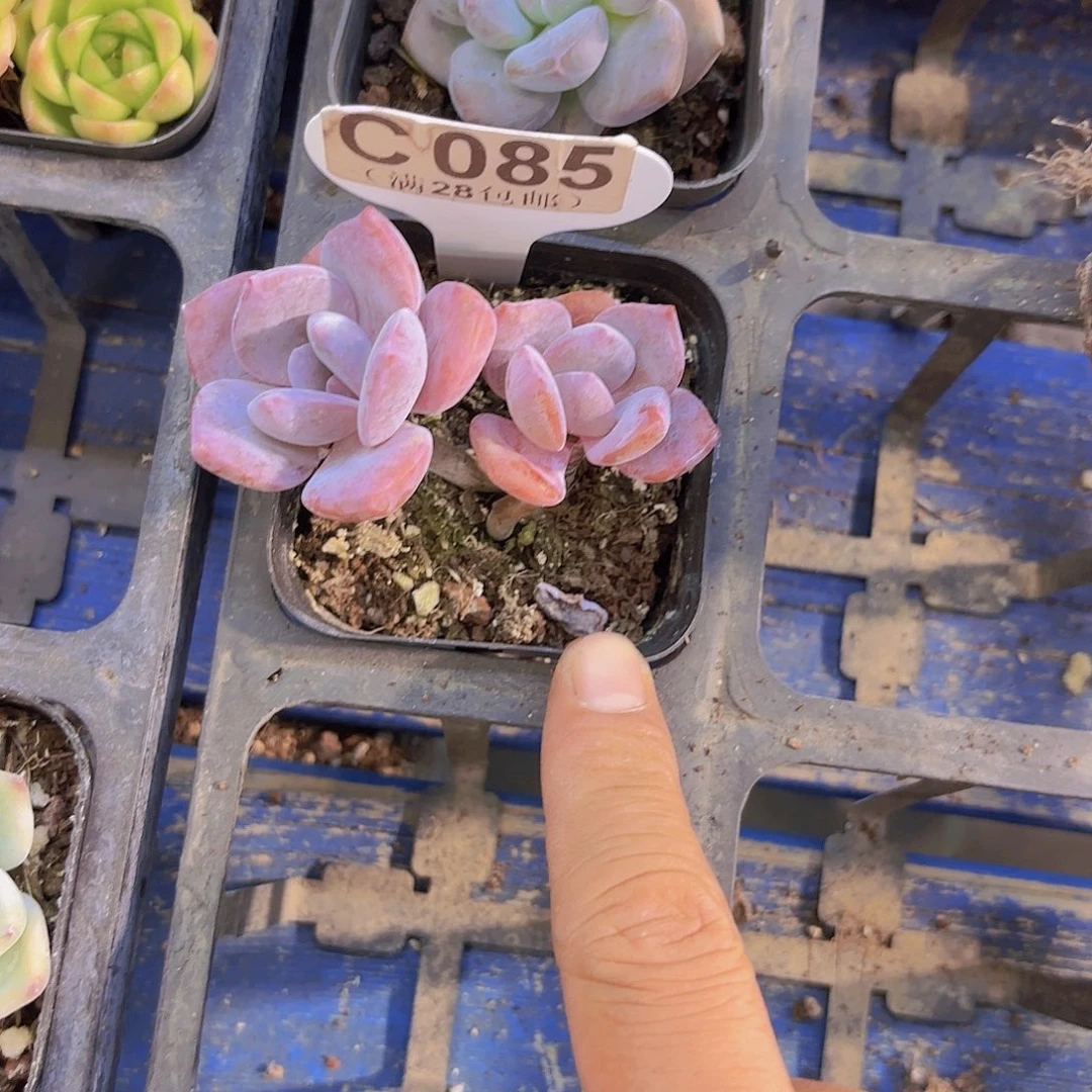 C085红茶一物一拍