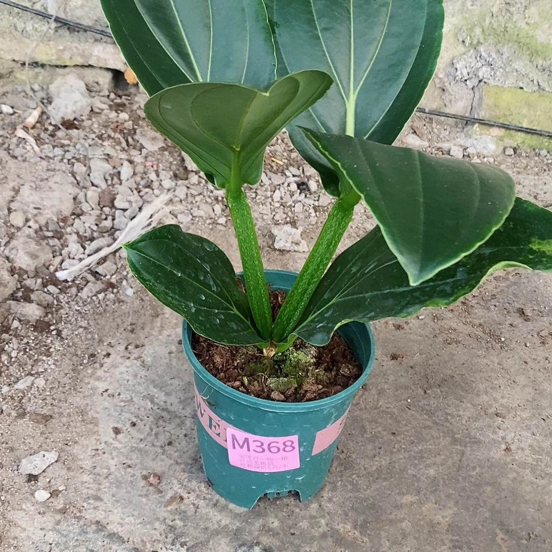 无花朵清**风木本花卉368