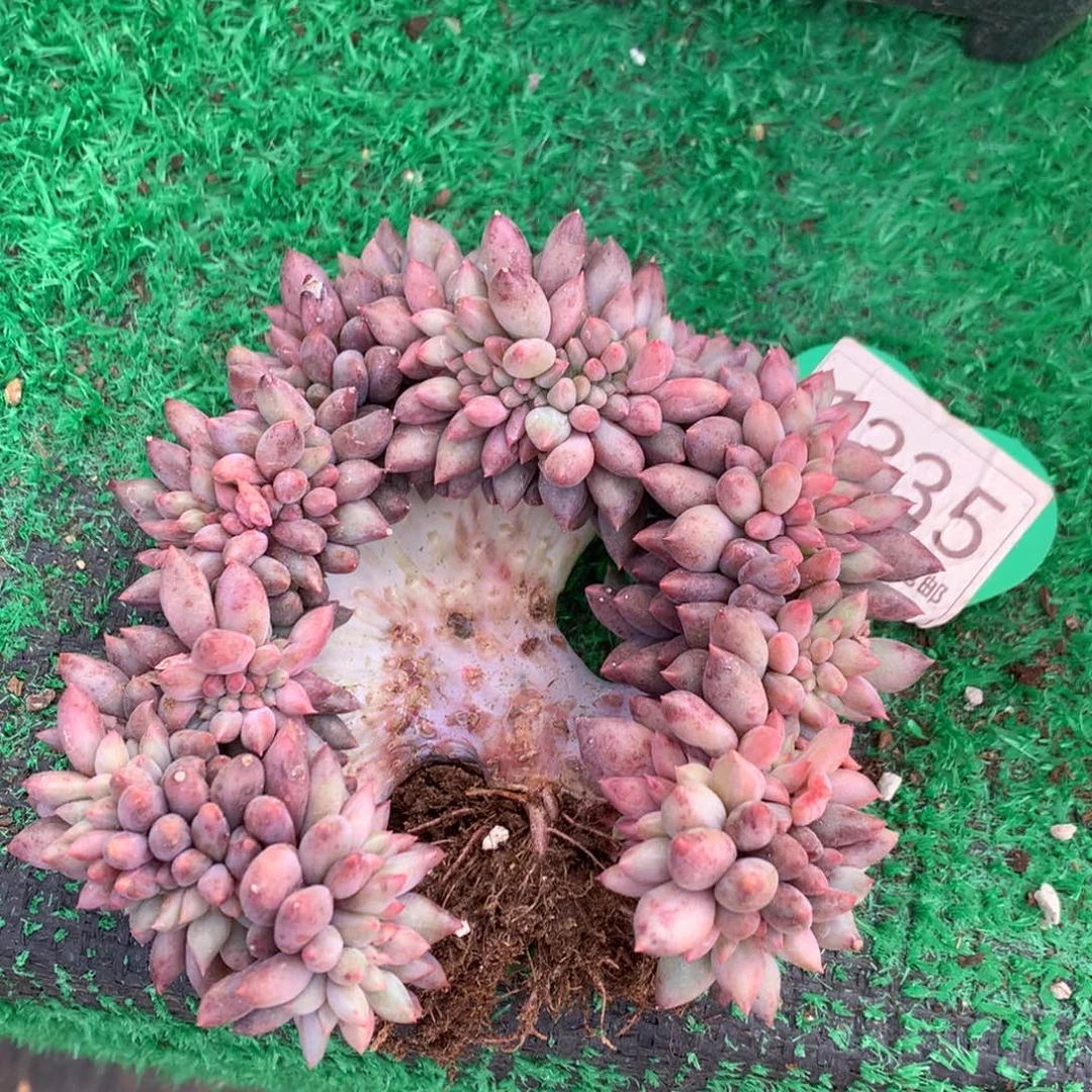 红蜻蜓树缀微瑕疵1335