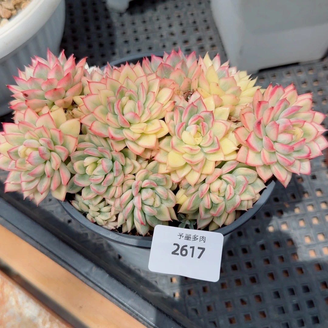 女雏锦，2617多肉植物