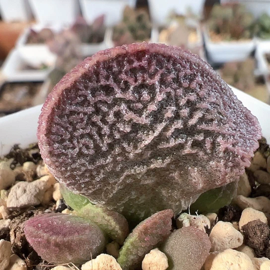 茶 脑纹款实生新品