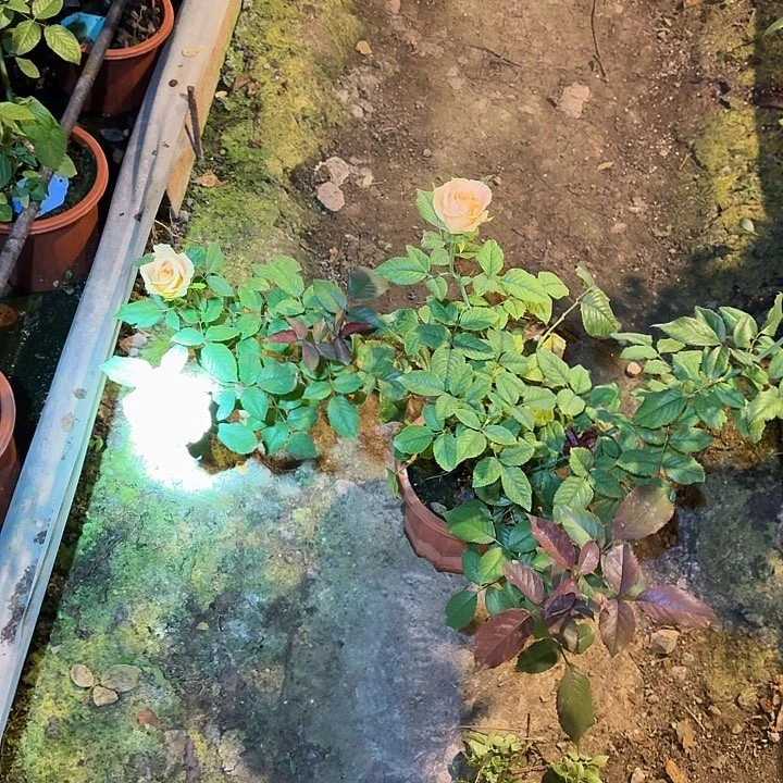 无花朵奶油桃子一加仑