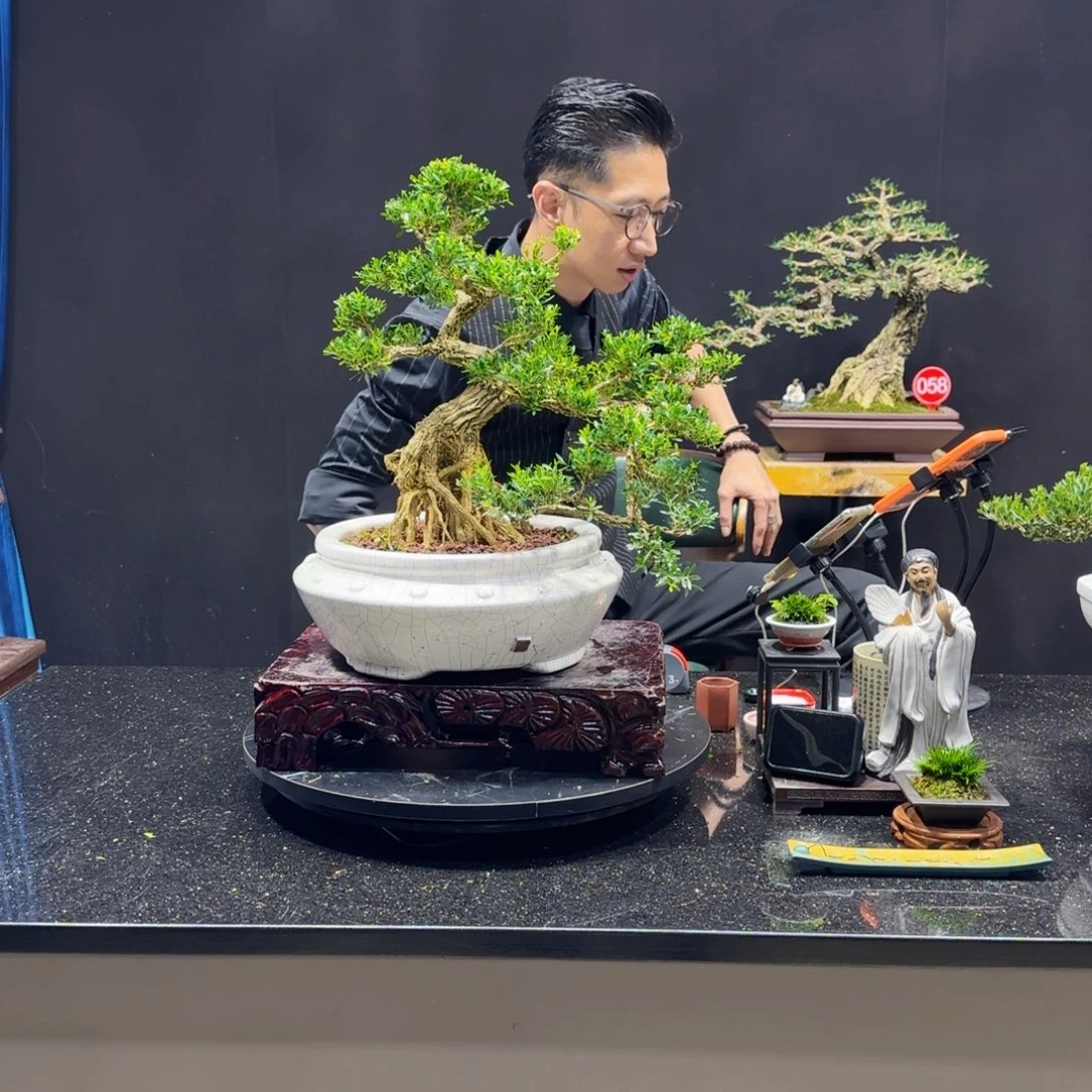 无花朵黑*白黄杨室内室外盆景艺术