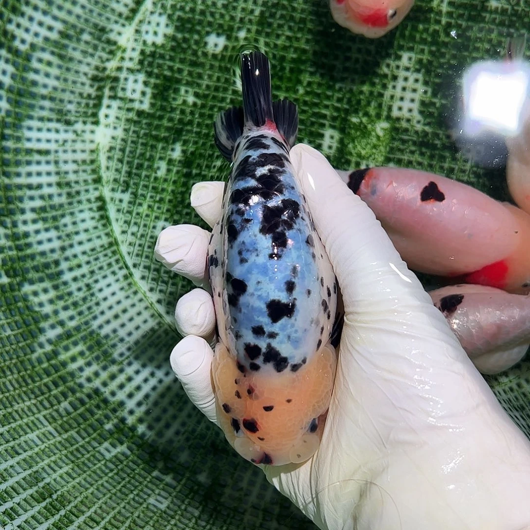 海水鱼买够三条顺丰包邮陆运