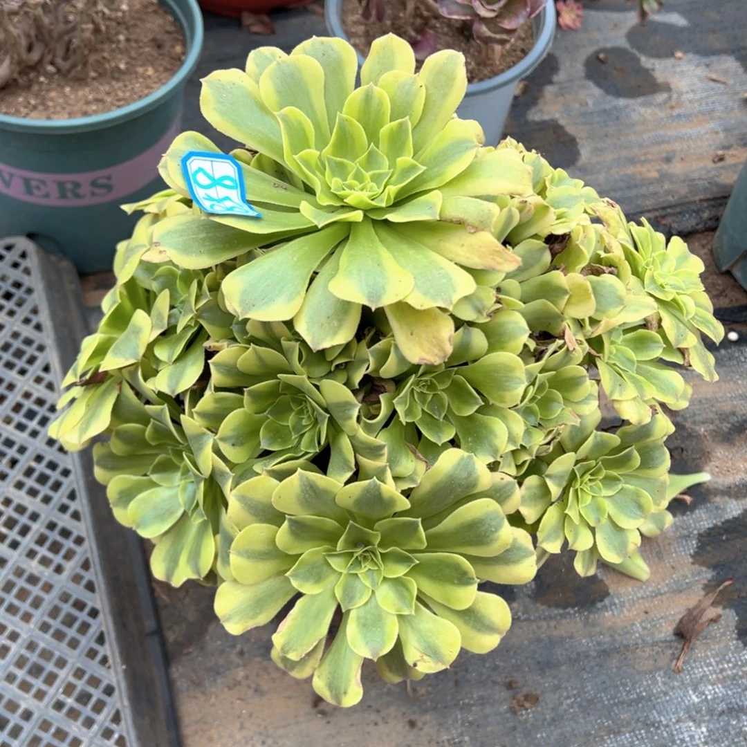 多肉植物绿豆沙858