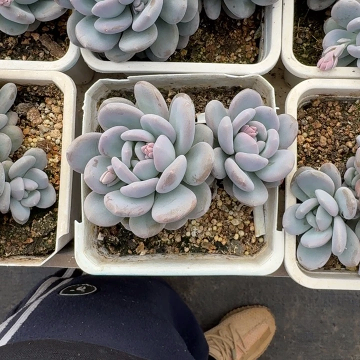 米雪奶 双头 一物一拍